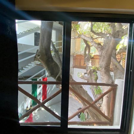 Why Not Rooftop Party Hostel Playa del Carmen Eksteriør billede